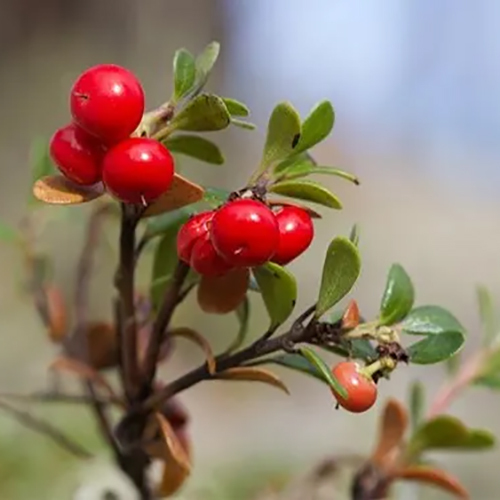 Uva Ursi Leaf Extract