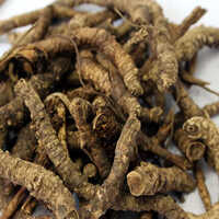 Kutki Extract