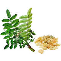 Boswellia Serrata Extract