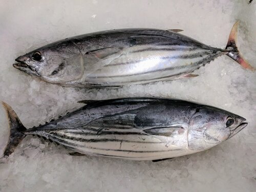 Skipjack Tuna - Grade: A Grade / Export Quality