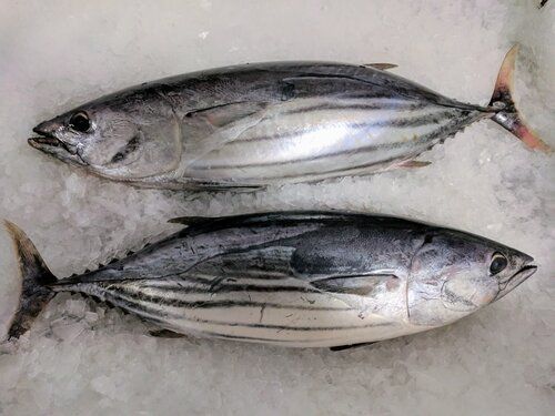 Skipjack Tuna at Best Price in Porbandar, Gujarat | Blue Waves Seafood