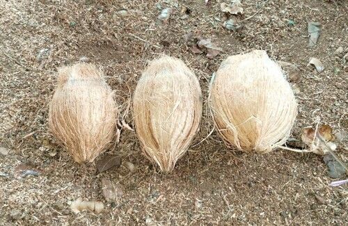 Brown Husk Coconut