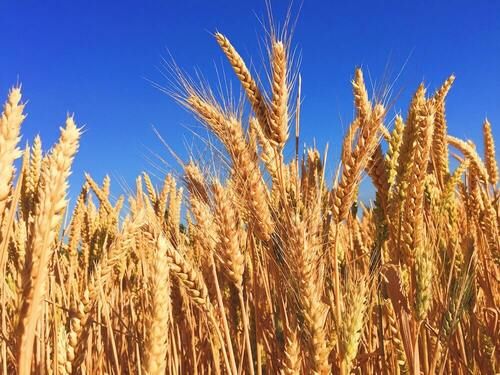 Wheat Bhalia