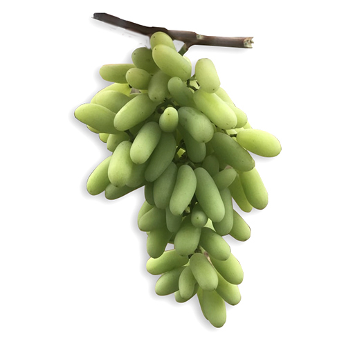 Green Grapes - Vitis Vinifera, Non-peeled, Iqf Processed | Sweet, Crisp Texture, Commonly Used In Snacks, Salads, And Cheese Platters