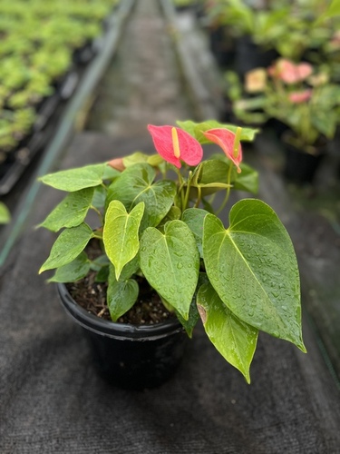 Red Anthurium plants