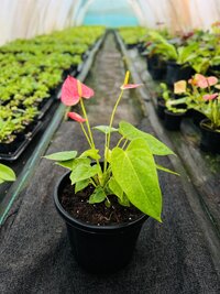 Red Anthurium plants