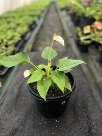 Pink Anthurium plants