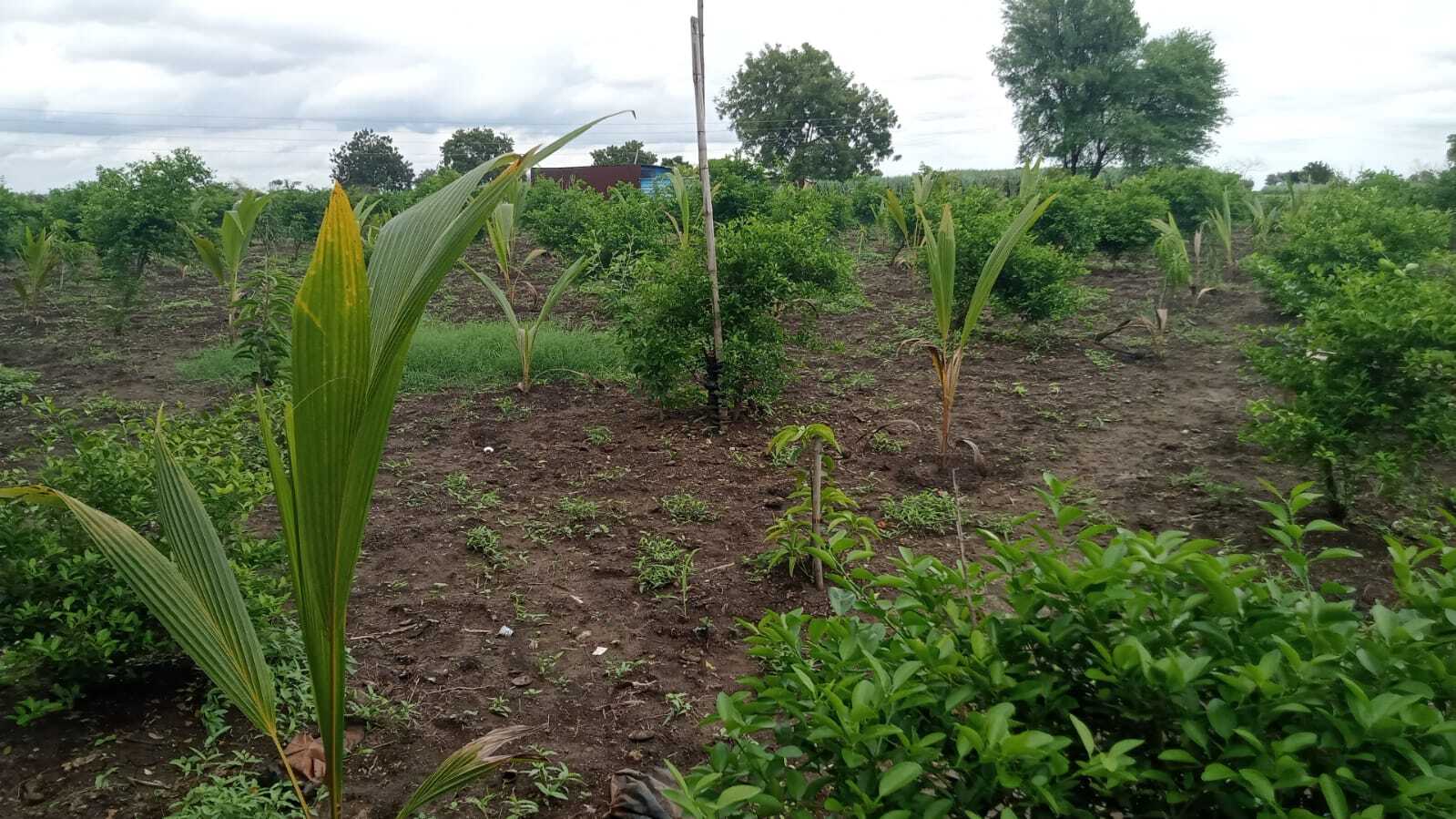 Columbus coconut plant