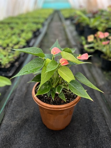 Orange Anthurium Plants.