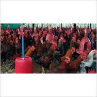 Gavran Desi Chicks