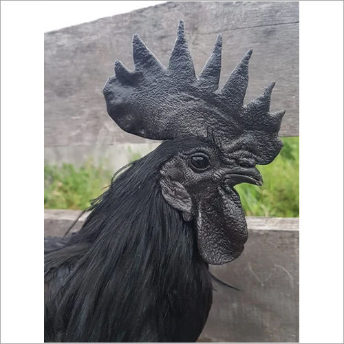 2 Months Old Kadaknath Chicks