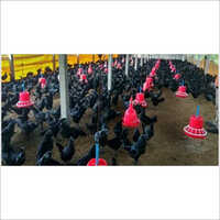 Kadaknath Female Hen