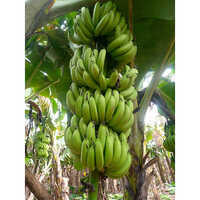 Fresh Organic Banana Plant