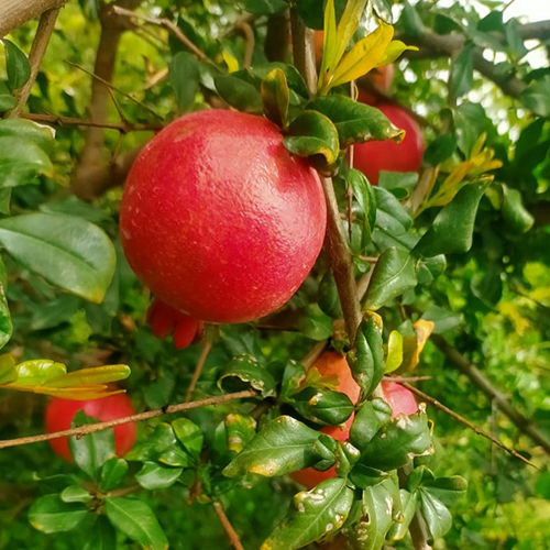 Red Pomegranate Plant