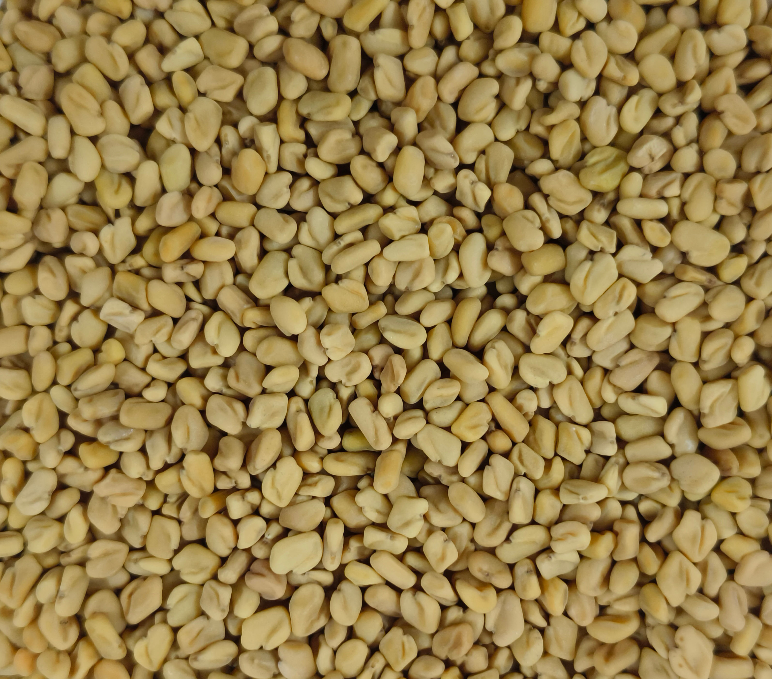 Yellow Organic Fenugreek Seeds