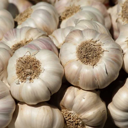 Fresh Garlic