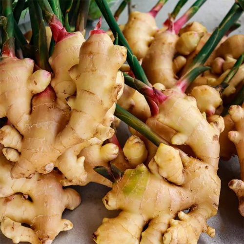 Fresh Ginger