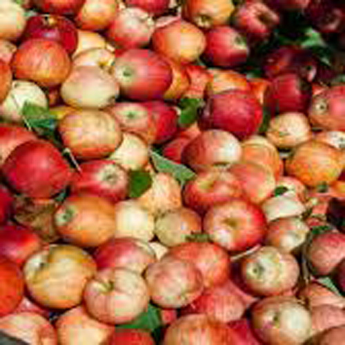 Fresh Apple