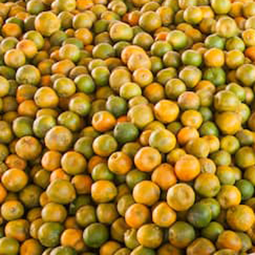 Fresh Orange