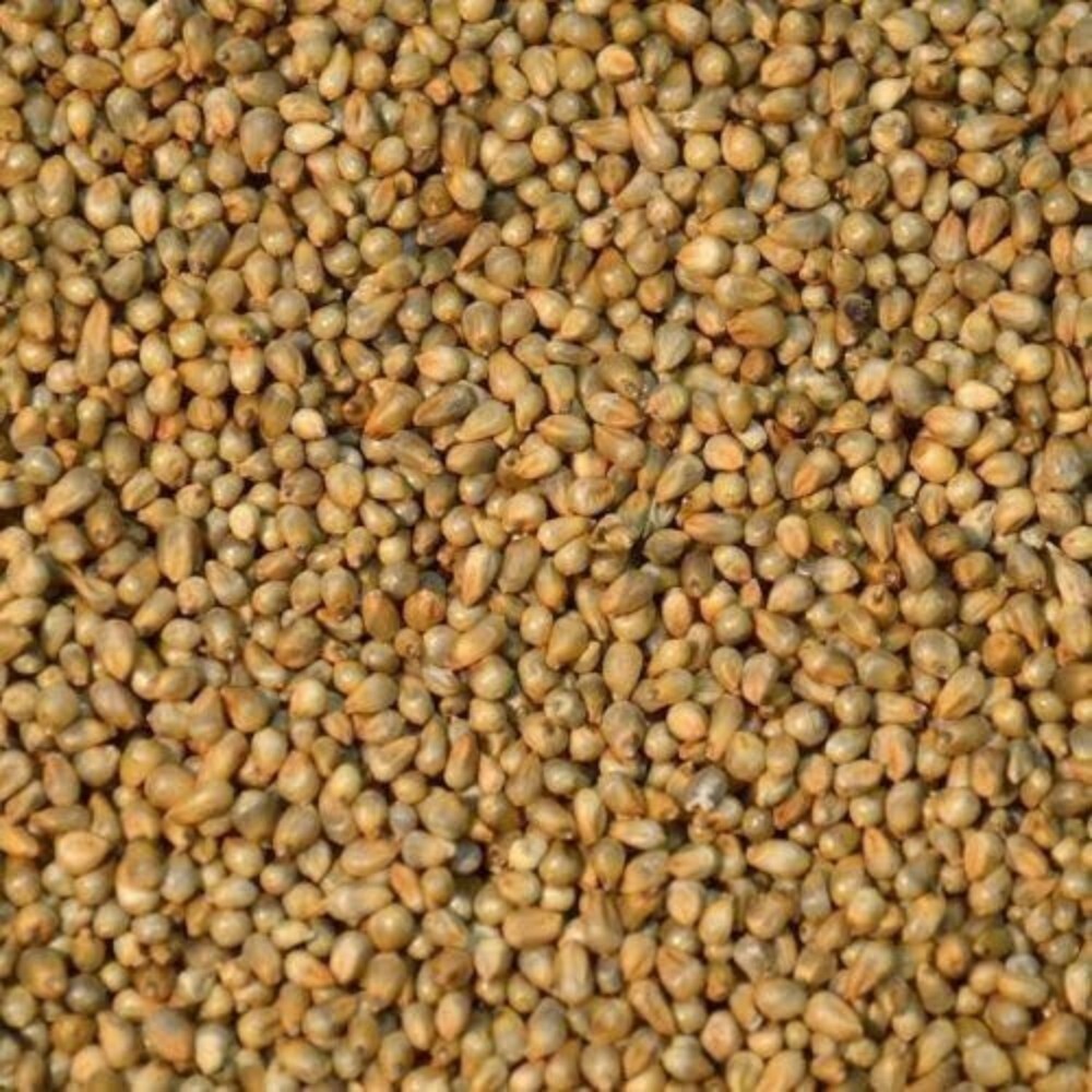 Bajra Seeds - Light Brown, 2-3 mm Size, 10-12% Moisture, 98% Min Purity, 85% Min Germination Rate | Ideal for Cultivation, Flour Production, Animal Feed