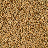 Bajra Seeds