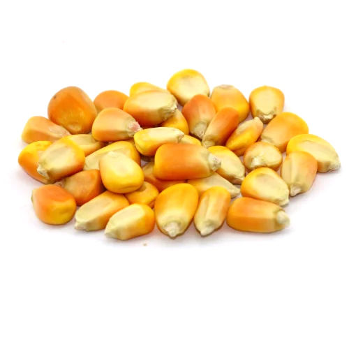 Maize Seeds - Cultivation Type: Common