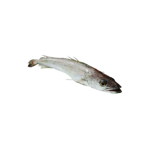 Hake Fish