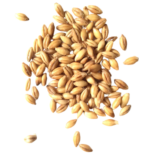 Class A Malting Barley