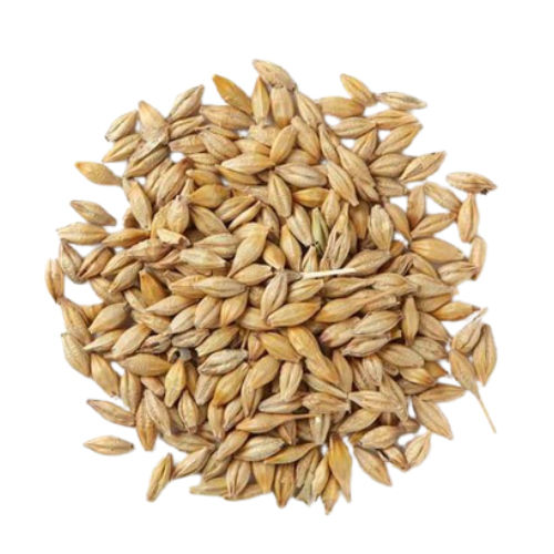 Barley Seeds