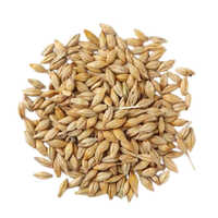 Brown Barley Seeds