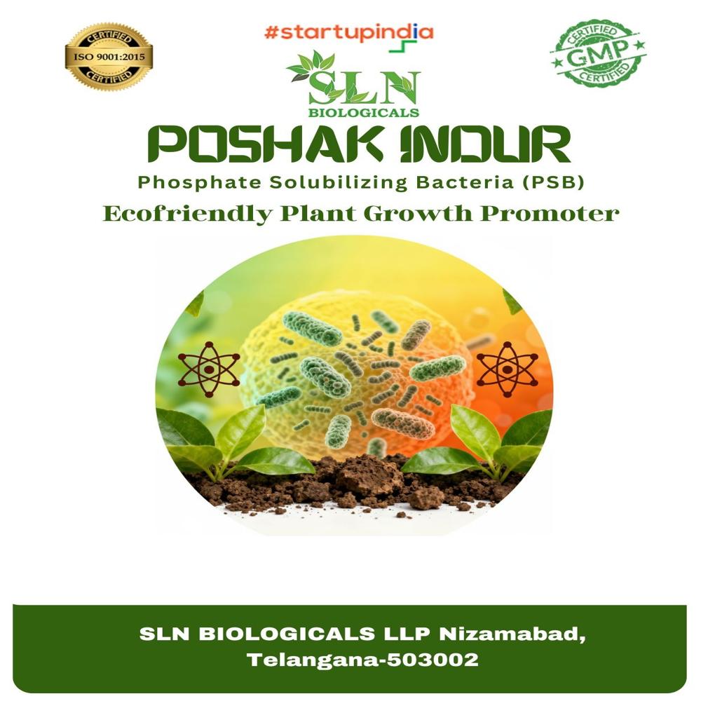 Phosphate Solubilzing Bacteria - Application: Agriculture