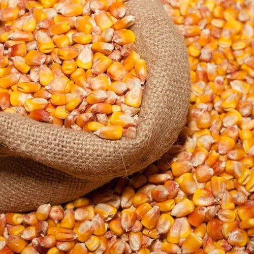 Maize Cattle Feed