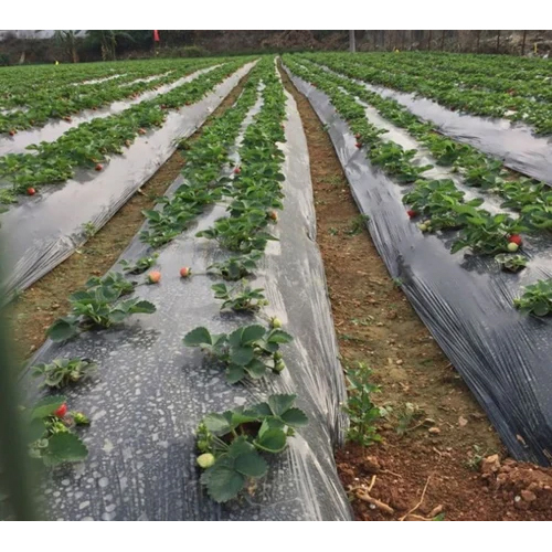 White Black Mulch Film