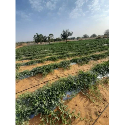 Barmer Drip Irrigation System