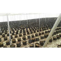 Non Woven Fabric For Low Tunnel