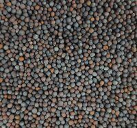 Black Bold Mustard Seeds