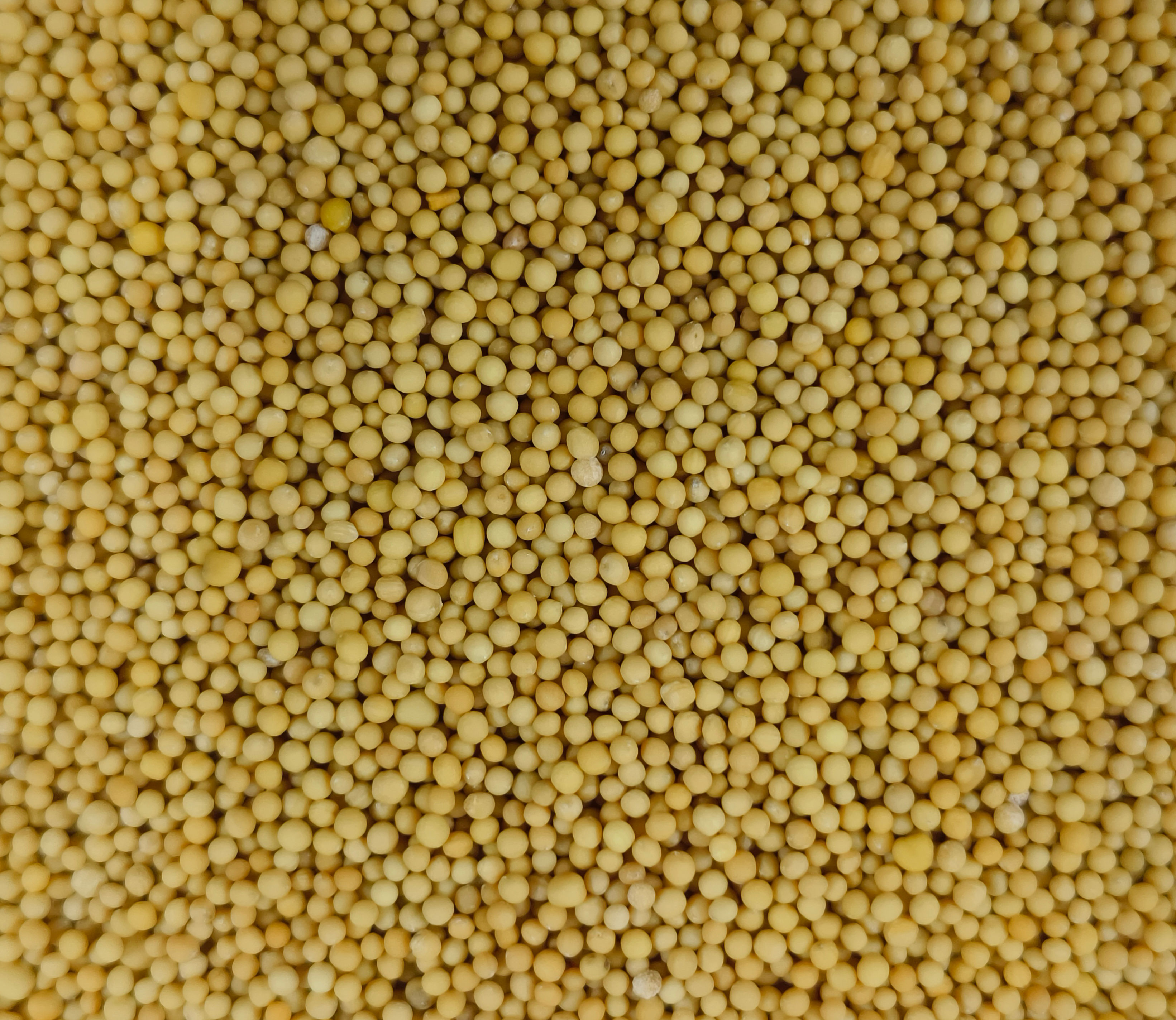 Bold Yellow Mustard Seeds