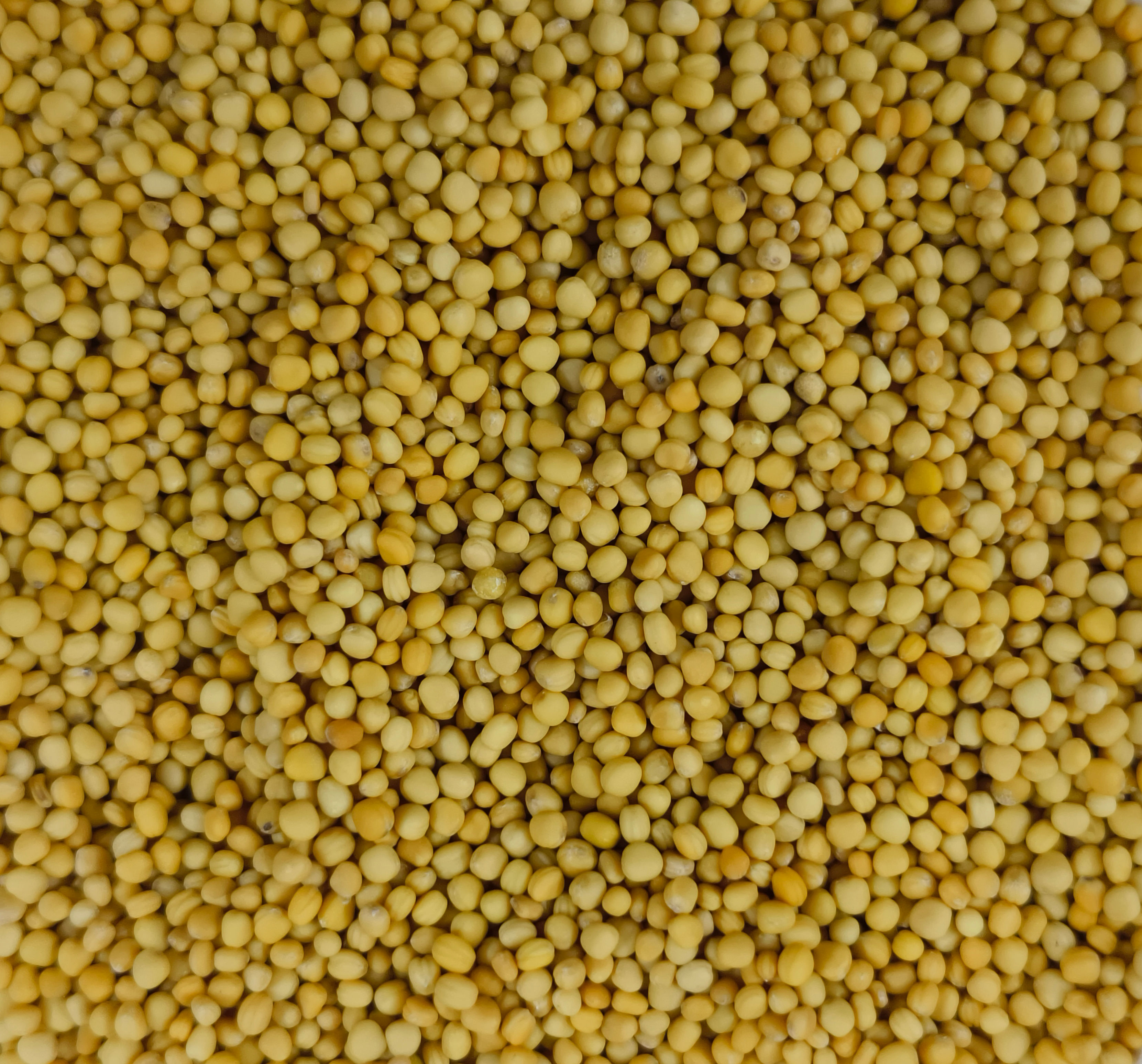 Bold Yellow Mustard Seeds