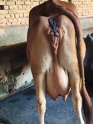Sahiwal Cow - Female, 700-1200 kg, Reddish-Brown Coat | Adaptable to Diverse Climates, Low Maintenance, High Milk Production