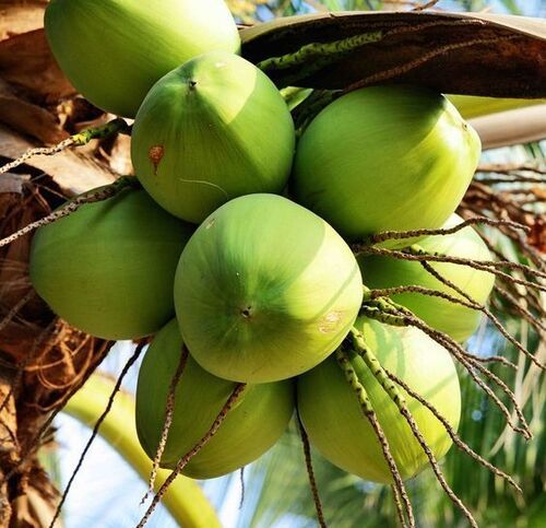 Tender Coconut - Color: Green