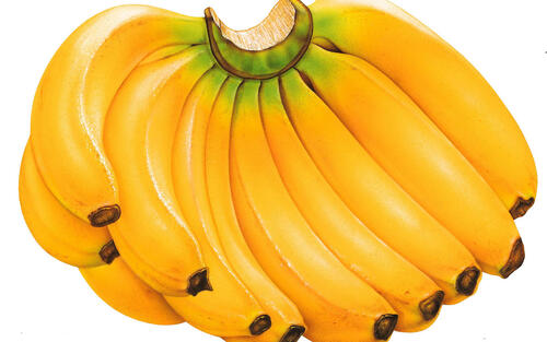 CAVENDISH BANANA