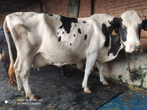 High Milking HF Breed