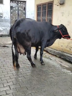 High Milking Hf Breed - Color: White And Black
