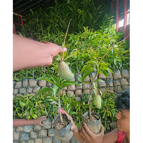 All time mango plant