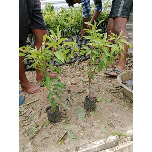 Green Kalapati Chiku Plant