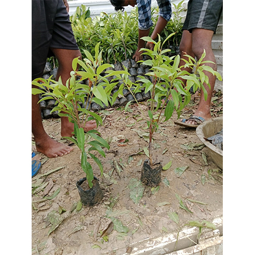 Kalapati Chiku Plant - Green Variety | Unique Kalapati Chiku Plant Ideal for Garden Enthusiasts and Tropical Landscapes