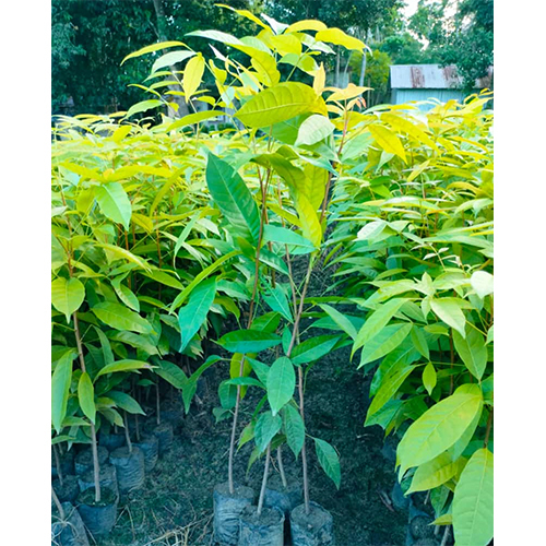 African Mahogany Plant - Green Foliage, Varietal Character | Tropical Essence, Ornamental Appeal, Unique Aesthetic Potential