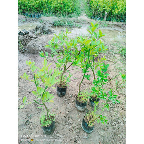 Green Kolkata Patti Plant