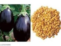 Brinjal Seeds - High Purity, A-grade | Easy-to-grow Organic Eggplant, Nutrient-dense & All-season Variety
