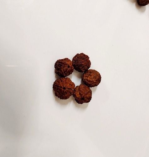 4 Mukhi Rudraksha